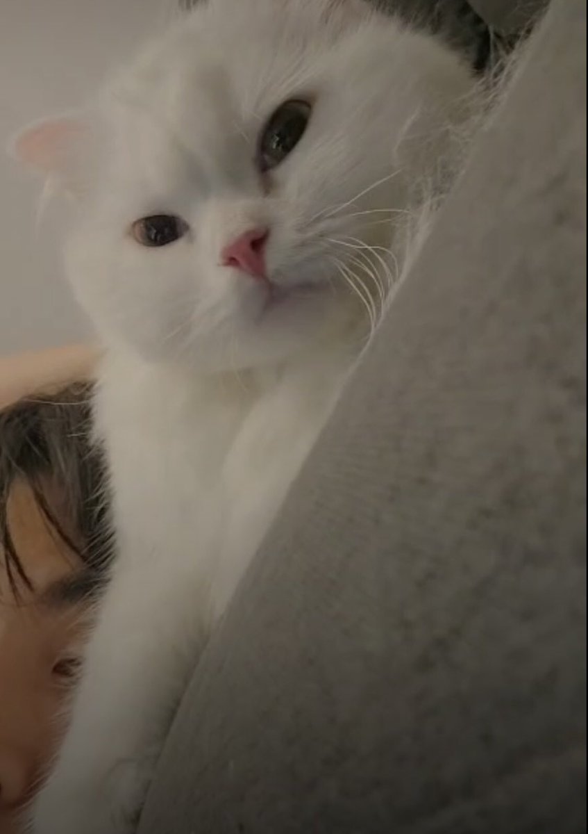 macomo_jp's tweet photo. ねこ天国🫠💕

#ส่วนผสมของมิกซ์ #mixxiw https://t.co/6V5FqPK2wn
