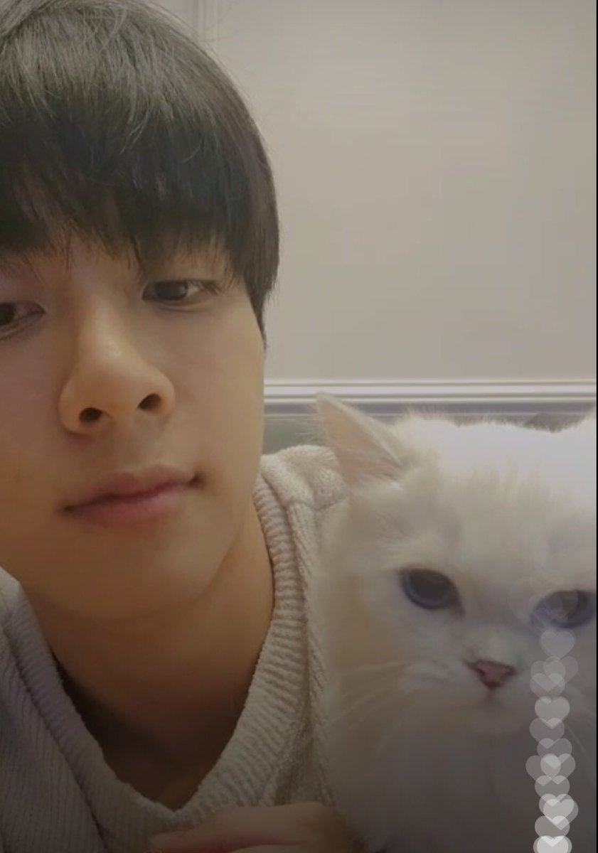 macomo_jp's tweet photo. ねこ天国🫠💕

#ส่วนผสมของมิกซ์ #mixxiw https://t.co/6V5FqPK2wn