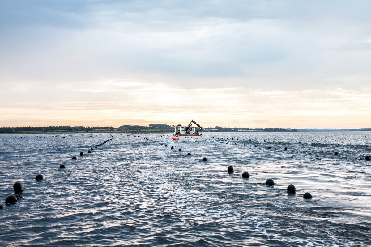 tourismpei's tweet photo. Did you know? 80% of Canadian mussel production is harvested in Prince Edward Island waters? 

How do you enjoy your PEI mussels? https://t.co/OcnsrHrixo