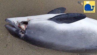 ObserversApp's tweet photo. Harbour porpoise (Phocoena phocoena) reported to the Observers App a few days ago at Bundoran, Co. Donegal! Thanks Camila for the report! Did you know you can get the #ObserversApp free for Android and iPhone!!! #CitizenScience #Strandings #MarineMammals https://t.co/m0AtAaYxzu