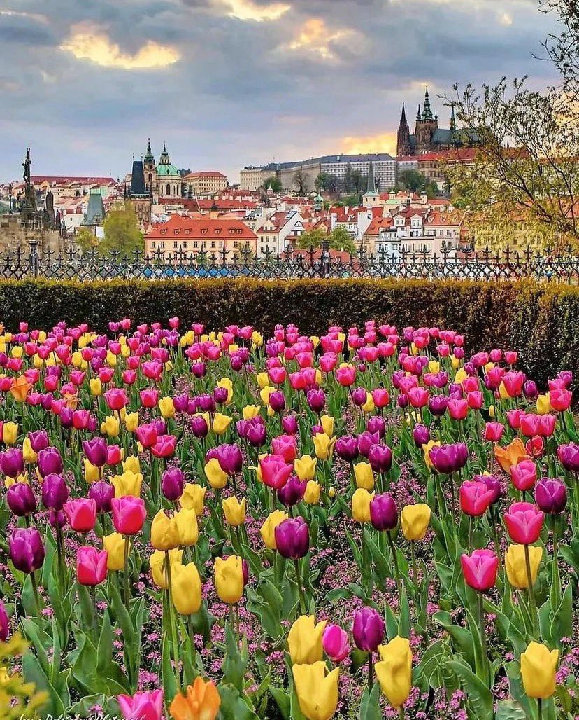 Magical #Prague, #Czech Republic 🇨🇿 🌷 - 📸 Photo © by @ irena_dolezalova_photography via incredible_europe 🙌🏆 #Europe #European #streetphotography #travel #Wanderlust #beautifuldestinations