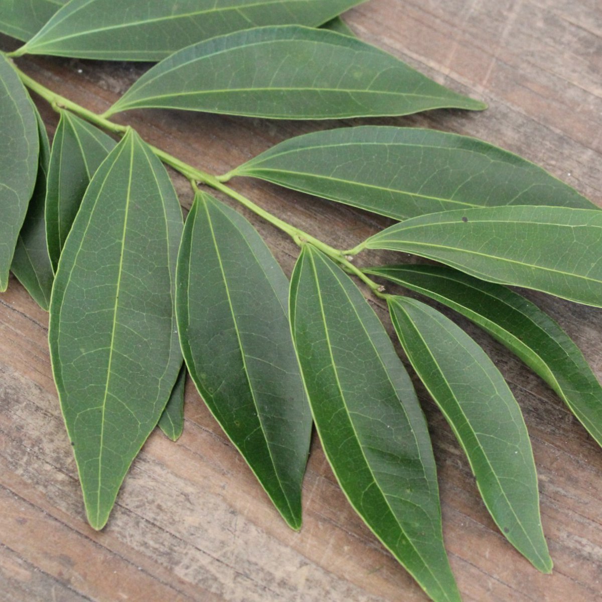 MrLeatherleaf's tweet photo. Leafy greens? We’ve got lots, including shiny, long-stemmed leaves of Cocculus, for that fresh touch you need in your designs. 🍃

Available online, year-round in 10 and 15 bunch boxes.

🌿 #AmericanGrown
💥 FREE FedEx Shipping
📦 Available at Wholesale

https://t.co/uzjHfhC02J https://t.co/bahncJorpa