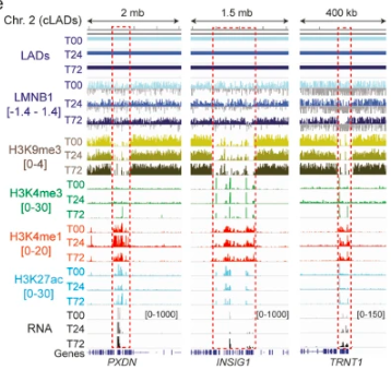 GenomeBiology's tweet photo. Study of genome positioning at the nuclear lamina as adipose stem cells differentiated into adipocytes, from @MadsenOesterbye, @collas_lab &amp; co. Adipogenesis genes are released from the lamina, whereas non-adipogenic ones are sequestered there  https://t.co/uRLoRxncWS https://t.co/WSr3uKD2YA