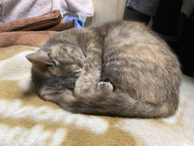 猫は丸くなるのtwitterイラスト検索結果