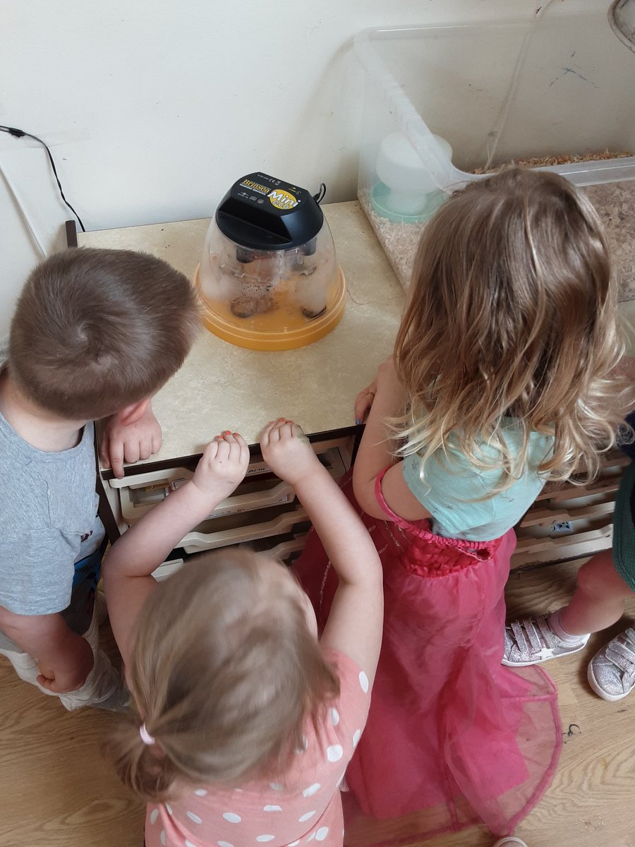 fledglings40's tweet photo. Exciting times in Woodpeckers @fledglings40.Our chicks arrived and started hatching at lunchtime. One Woodpecker said 'I think we should call them Pancake ,Mustard and Love' and 'I can see it's beak poking out'@EYTalking @NDNAtalk #lifecycles #UTW #EYFS https://t.co/iV3ACcnCq2