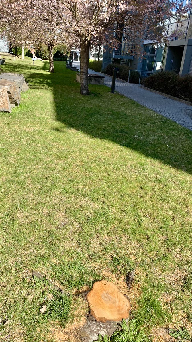 poke128's tweet photo. Hey #Kyndryl managers, why you start cutting down blossom sakura's on your Brno’s backyard? It’s definitely not KIND, it is corporate arrogance. Are you also planning to cut tree on second image? https://t.co/PIdFlvEWdx