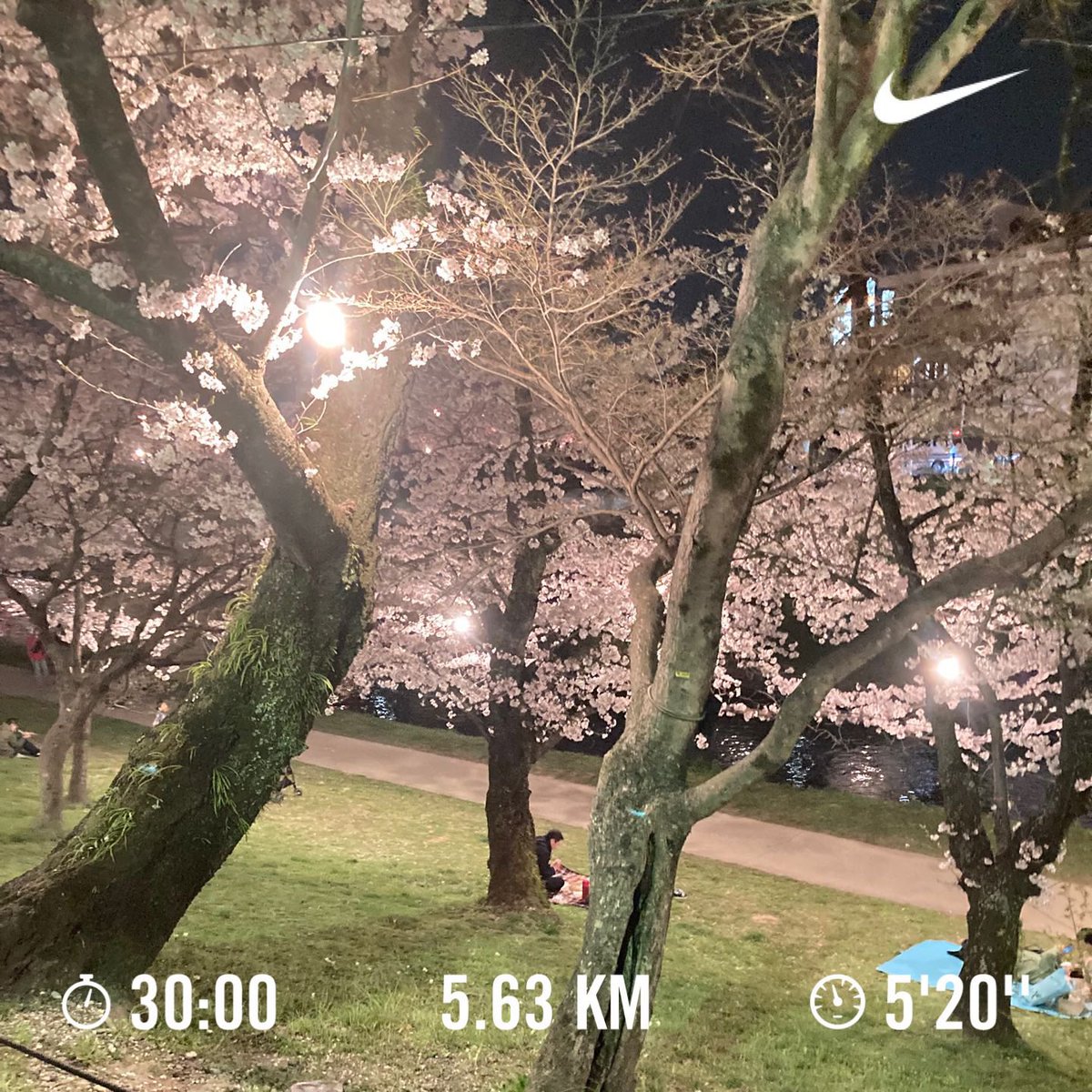 VirtualRunMsCl1's tweet image. #run #runner #Treadmill  #Japan # CherryBlossoms #Sakura #ラン #ランナー #朝ラン #夜桜 #お花見  #桜 　#ランニング好きと繋がりたい