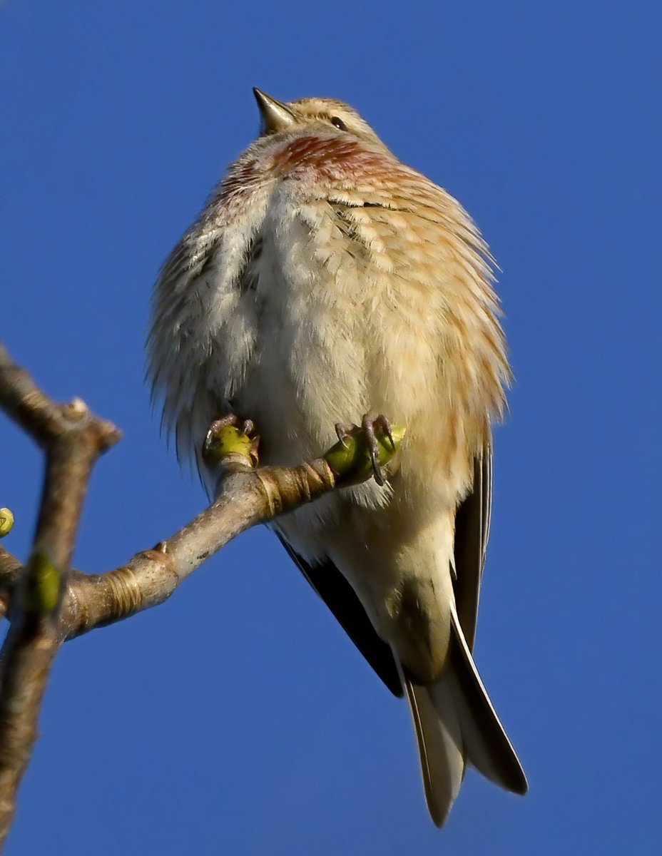 CarlBovisNature's tweet photo. I saw this little bird sitting in the top of a tree at the weekend. 😍
 Who knows what it is? 🤔🐦 https://t.co/bBmUKhgbfp
