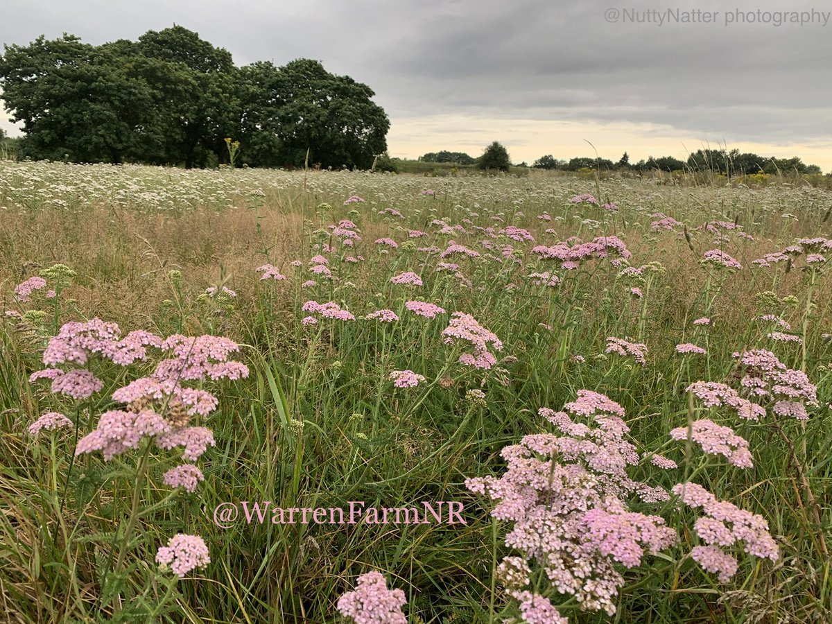 Our #WarrenFarmNR meadow is one of the highest species recorded sites in London. We have over 1000 different plants, including species facing London &amp; U.K. wide extinction. We are against development on our urban wildflower meadow because so much would be lost to so many. 🌸🐝🦉