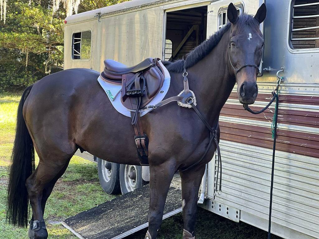 WallaceEventing's tweet photo. #LetitbeLee looking sharp in his @arionhst mono flap and my favorite @ecogold saddle pad. It’s a gallop kinda day today :)
https://t.co/8DWFpdBCwU
https://t.co/kM3GVx7ceJ
#teamarion
#crosscountry
#saddle
#ottb
#dressedforsuccess https://t.co/tHQfj0tmJw https://t.co/LQBiCLcfew