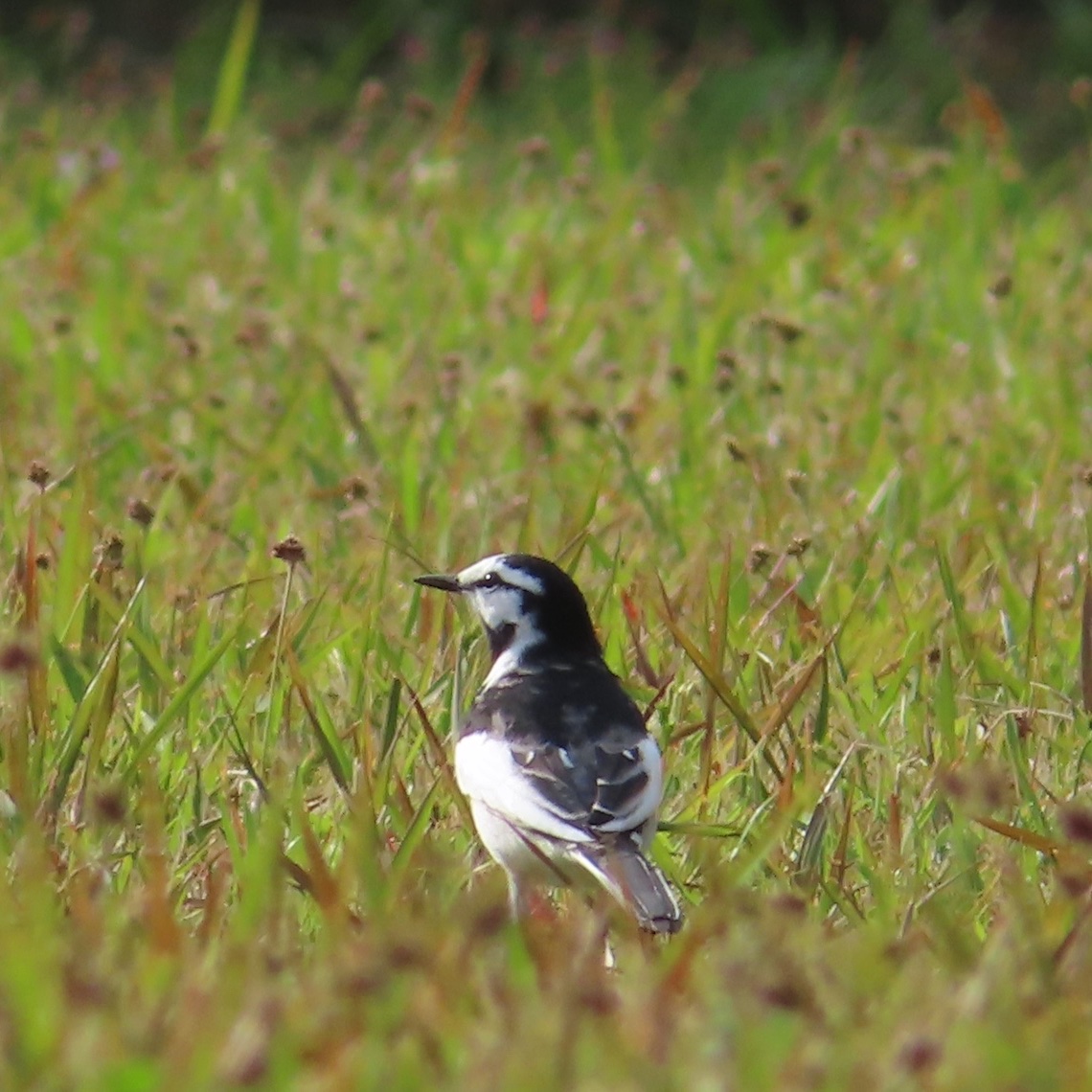 pastirica's tweet photo. White-wagtail (Motacilla alba lugens) wandering on a field... and my new profile image!

#BirdsSeenIn2022 #wildlife #nature #birder #birdtonic #birdwatching #birdphotography https://t.co/GKDT42fdea