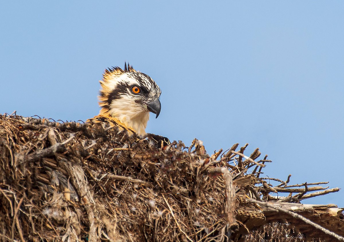 stuman1918's tweet photo. Baby Osprey https://t.co/tzJljdx8PE
