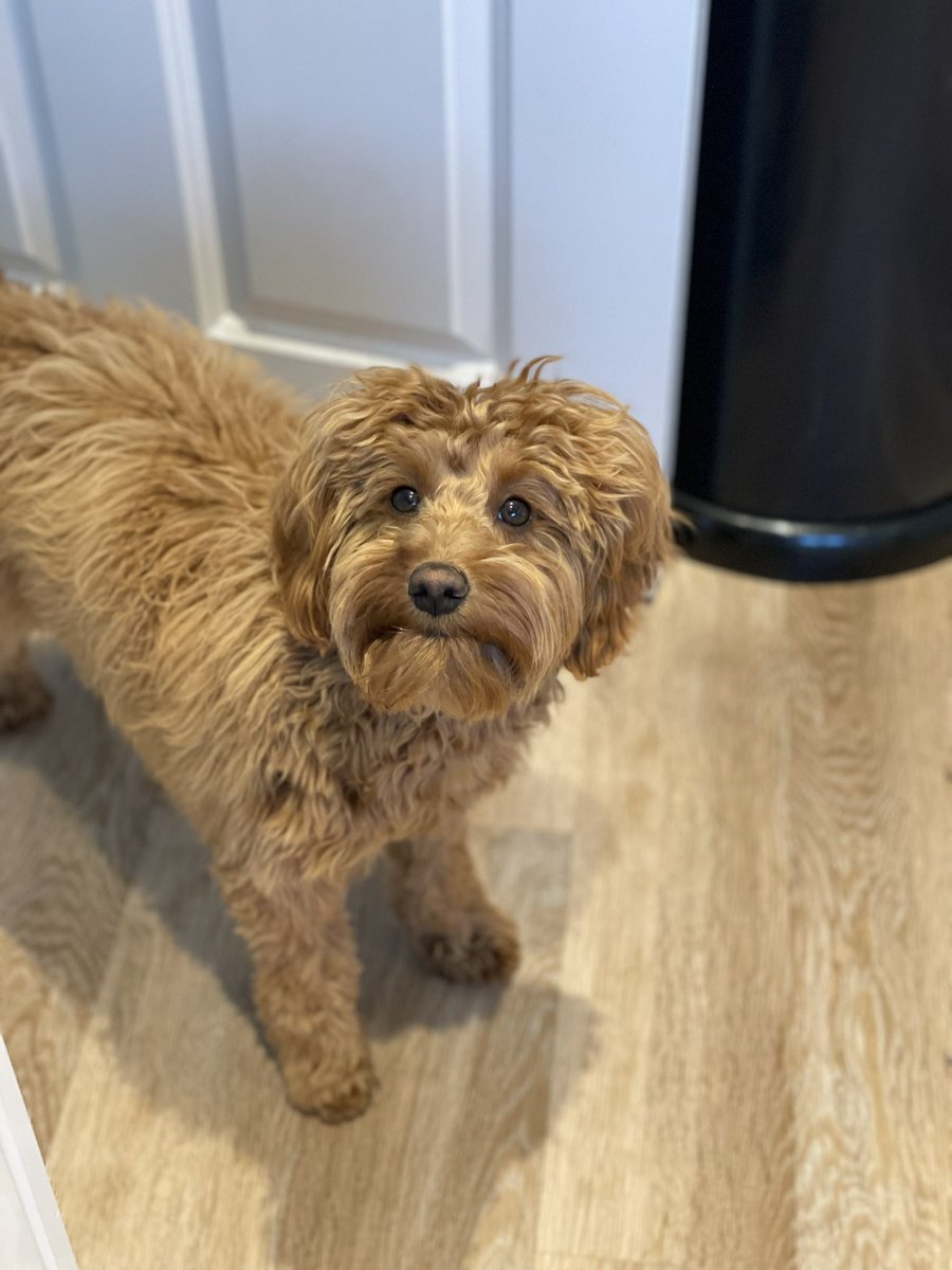 lucyc0le's tweet photo. @Missguided Introducing Teddy #MissguidedPets 🧸 https://t.co/8xelC98GHw