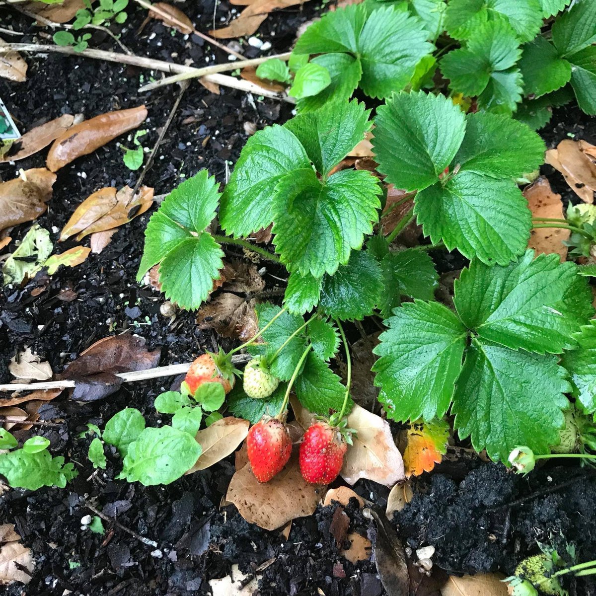 diglocalinc's tweet photo. Won’t you be my (garden) neighbor?

Dutton Island Community Garden in Atlantic Beach has plots available!

For information or to apply for a plot, please visit DIG Local at https://t.co/xFmP6SYvZS and fill out our application form. https://t.co/CZK2wSmcqa