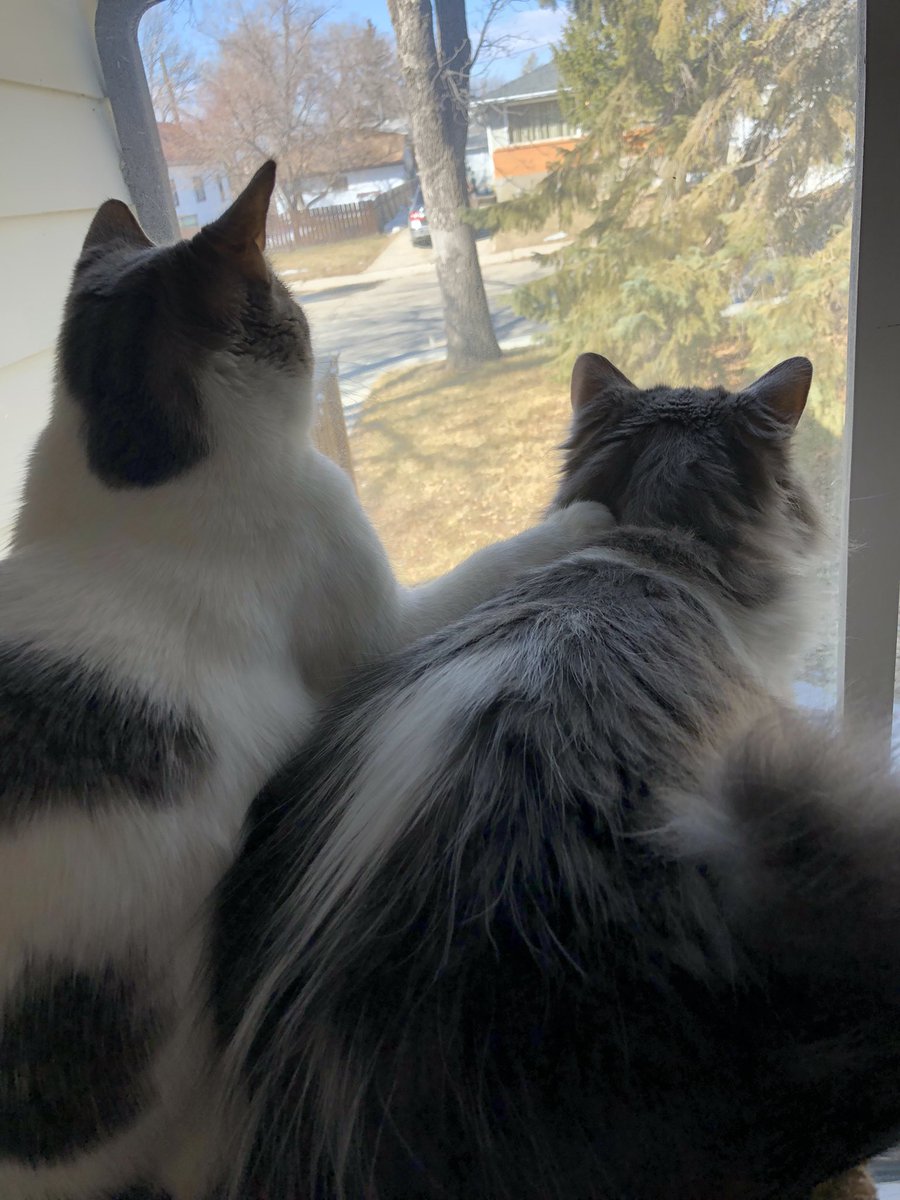 CollinLars's tweet photo. #NationalPetDay my babies. ❤️ https://t.co/OTlH2wgX6K
