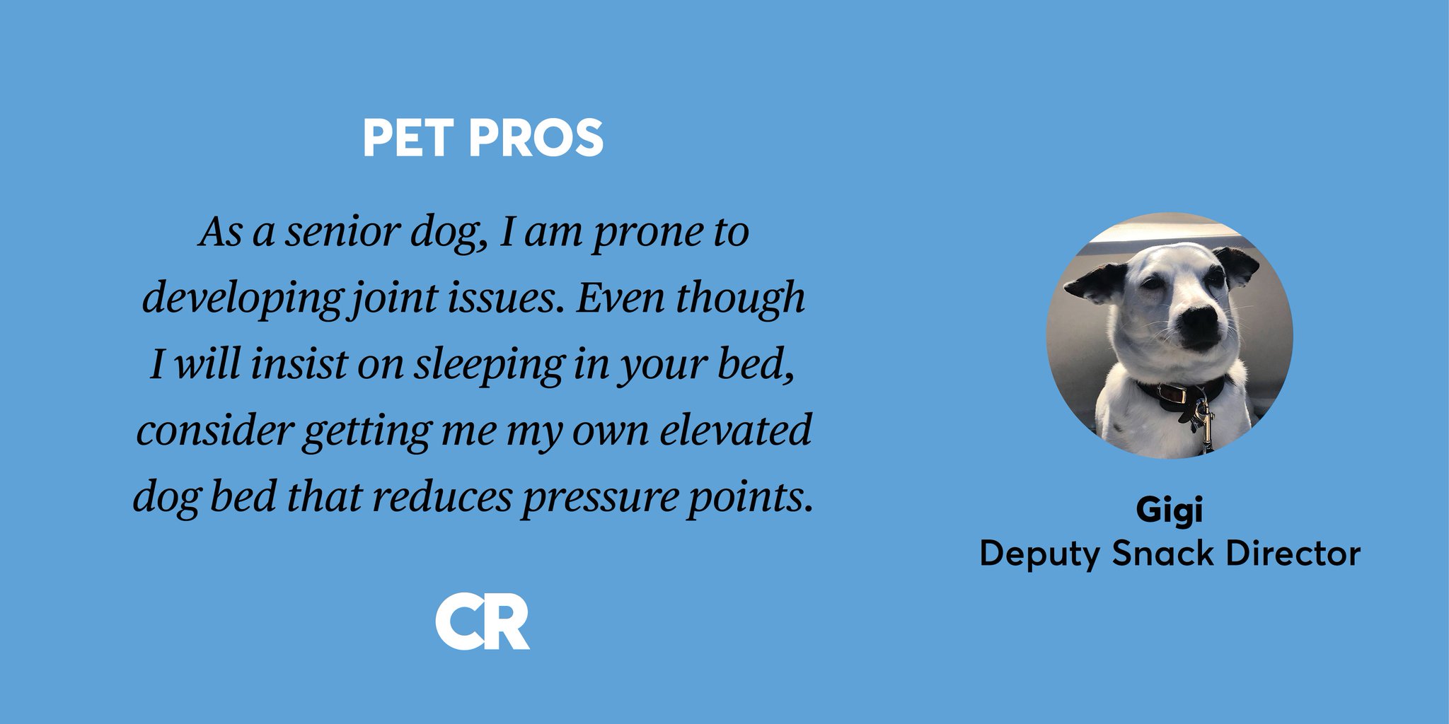 Consumer Reports on Twitter "For more info on dog beds https//t.co