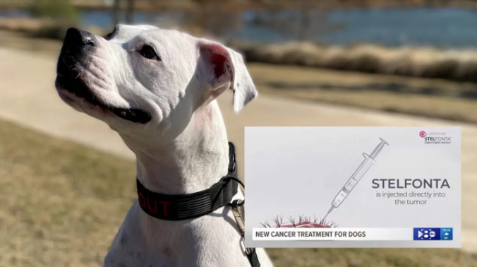 In celebration of National Pet Day, we are recognizing a special client, Virbac, a veterinary pharmaceutical company, saving dogs’ lives from coast to coast! 

Read about the US launch of life-saving canine cancer treatment: here: ow.ly/eV6W50IqGbt

#ThePointGroup #Virbac