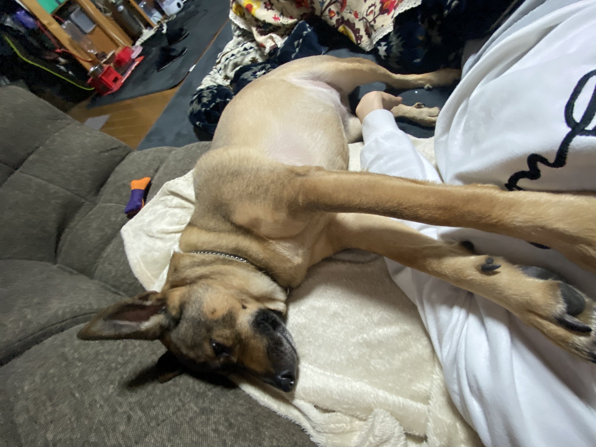 エンジェルズ Twitter Search Twitter