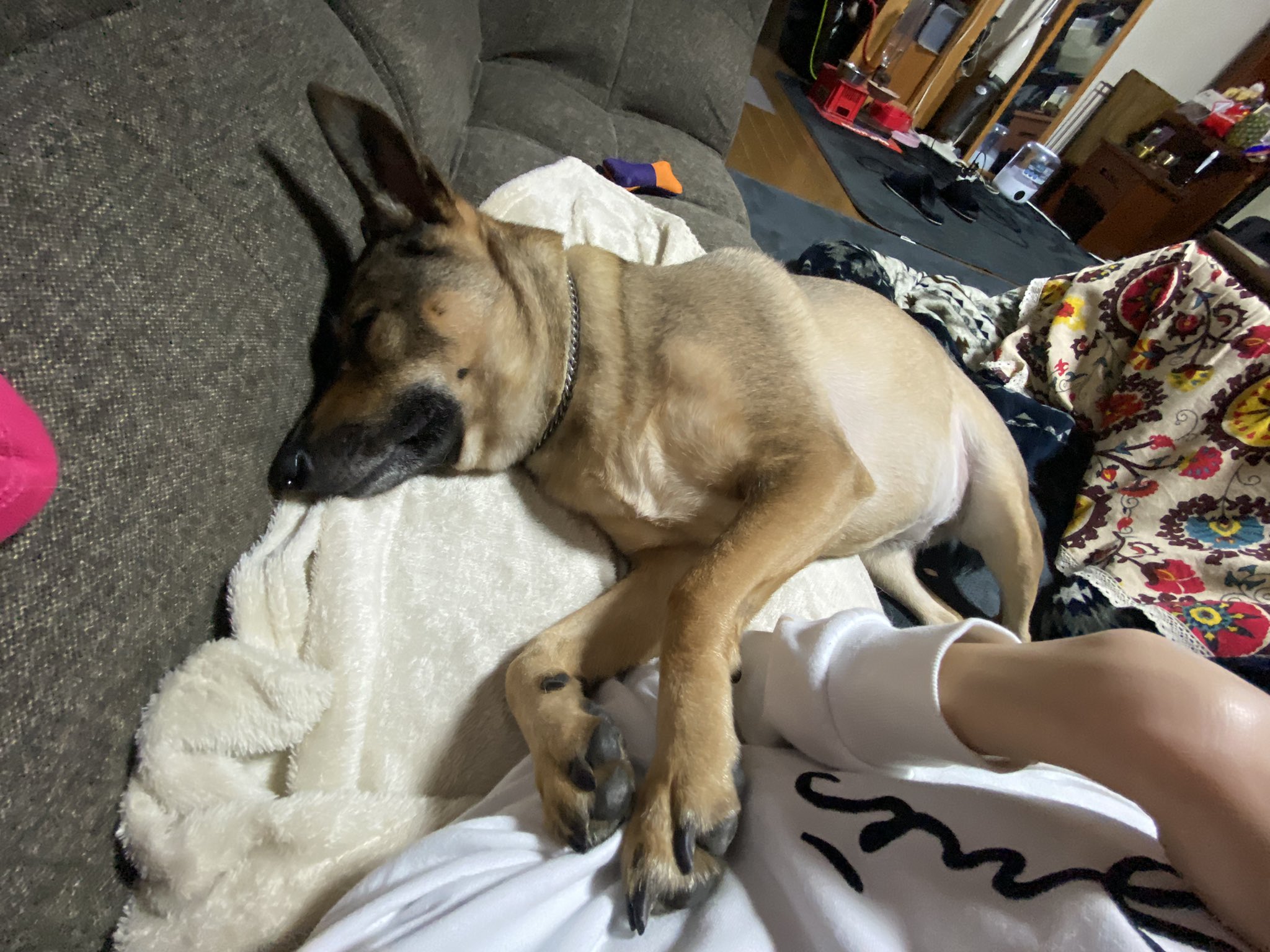 エンジェルズ Twitter Search Twitter