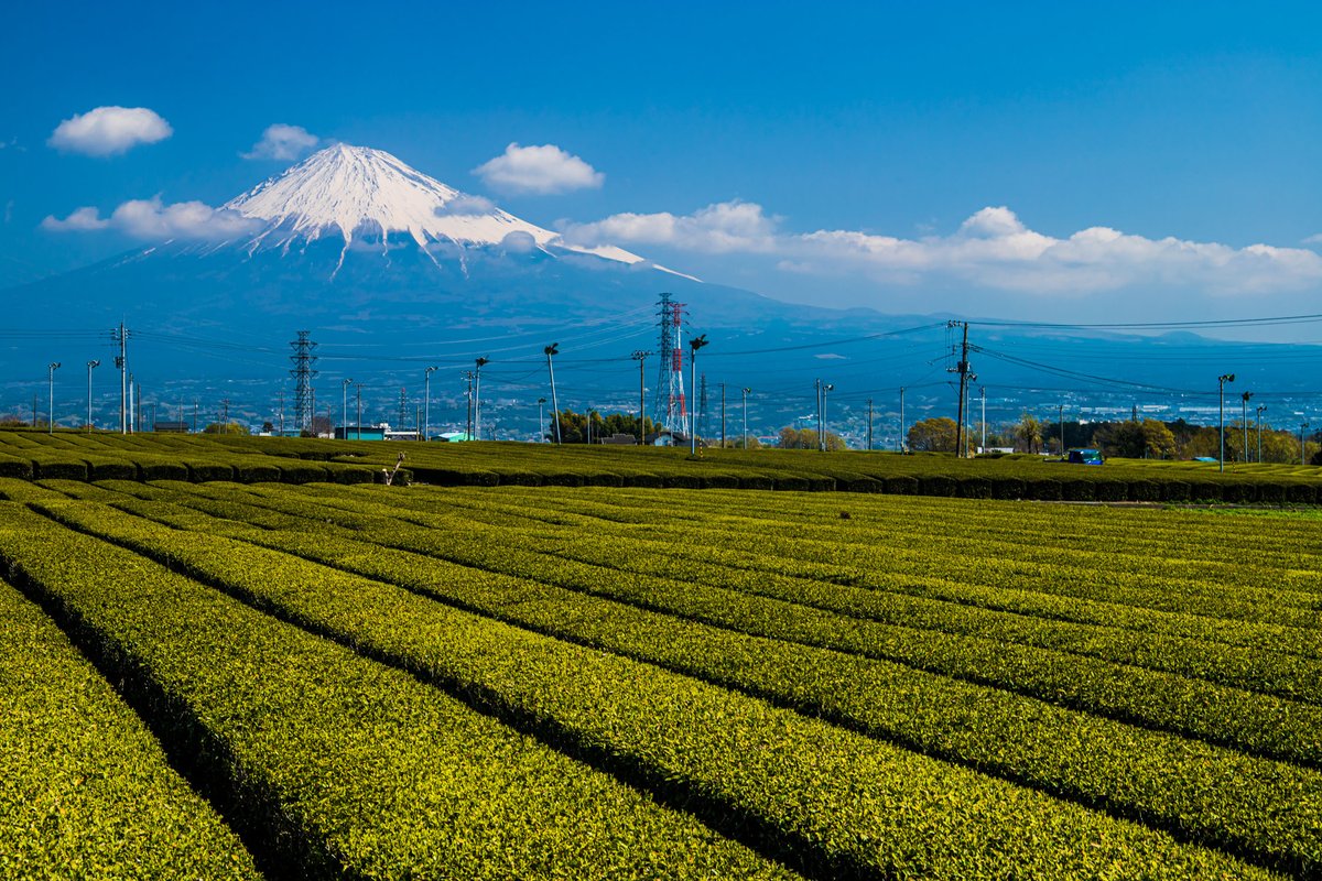富士山と茶畑。 静岡ならではの風景。