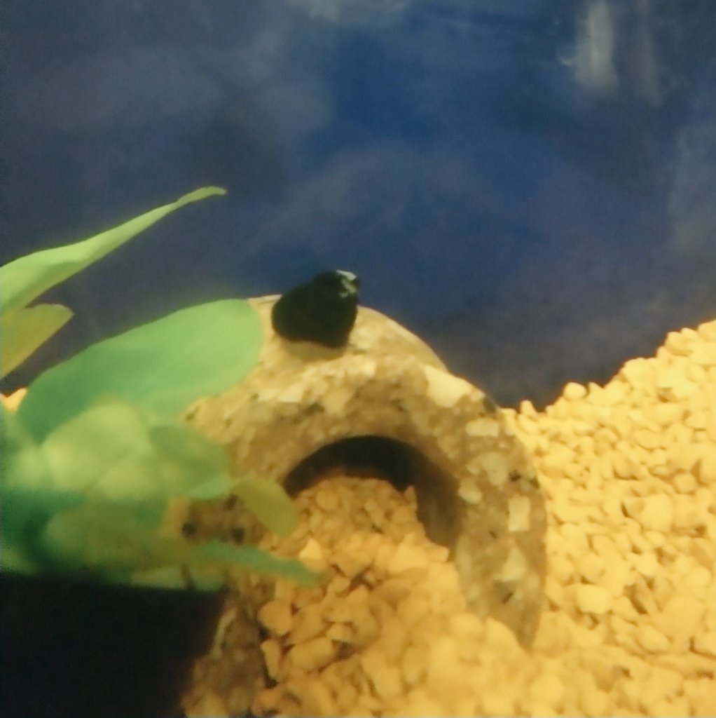 アクアリウムはじめました Twitter Search Twitter