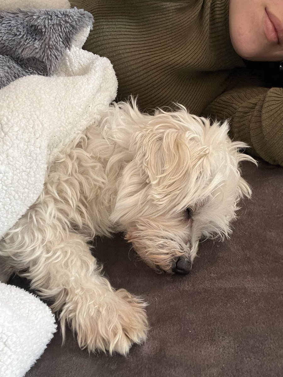 roochhuu's tweet photo. me he quedado dormida y al despertarme mi perro estaba durmiendo a mi lado. En que momento? jajajaja hermoso https://t.co/uNoU5AGpgJ