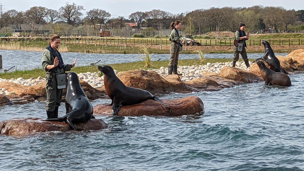 Kevin Walker (@bitznpcz) on Twitter photo Amazing day <a href="/YorkshireWP/">Yorkshire Wildlife Park 🦁</a>
Loved watching the sea lions being fed and trained today!
The Peter Pan performances were also really good.
Any spoilers for what's being built behind Point Lobos? Looks like something big is coming this way soon... 🐋🐬🦈🐧??? Amazing day <a href="/YorkshireWP/">Yorkshire Wildlife Park 🦁</a>
Loved watching the sea lions being fed and trained today!
The Peter Pan performances were also really good.
Any spoilers for what's being built behind Point Lobos? Looks like something big is coming this way soon... 🐋🐬🦈🐧???