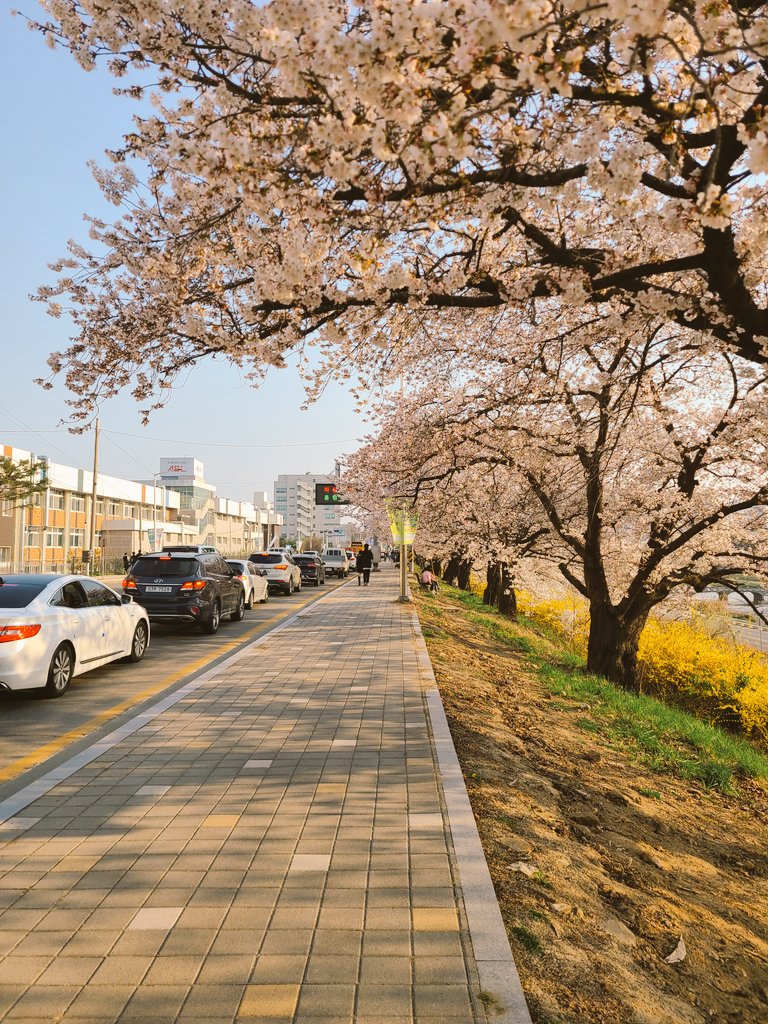 math_cafe_luv's tweet photo. お久しぶりです！😊
桜のエンディングです。 🌸
そしてカフェです！☕️❤️

#韓国 #日常垢
#花 #春 #コーヒー #カフェ https://t.co/7xpBc3iojf