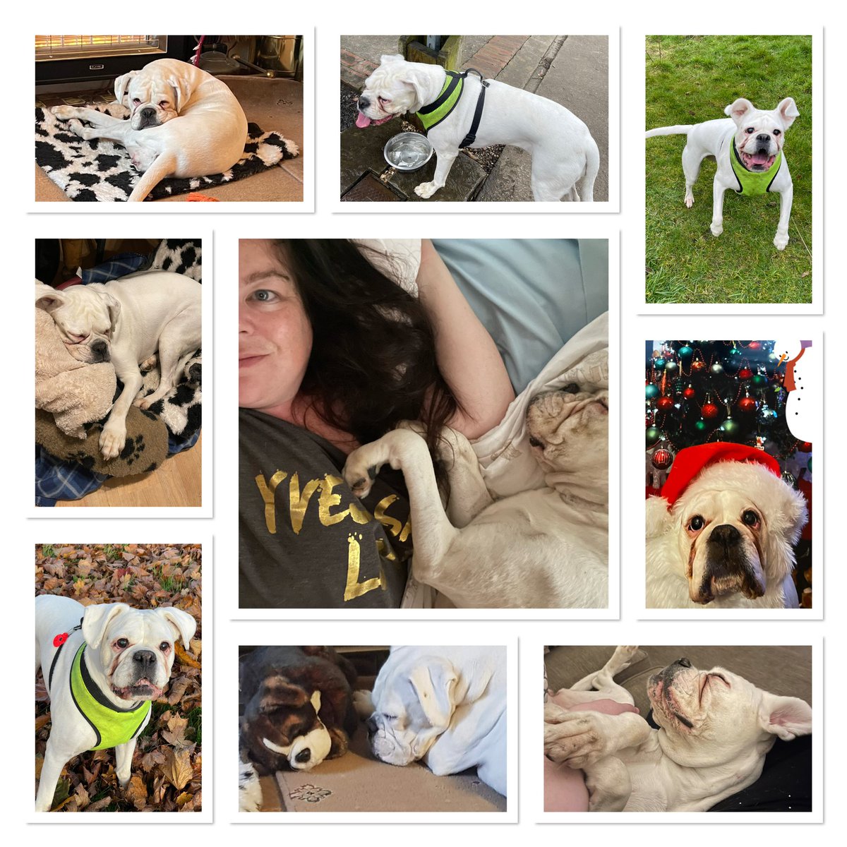 Niki_F's tweet photo. So thankful I have my girl ❤️ #NationalPetDay https://t.co/QaIxpDaUsZ