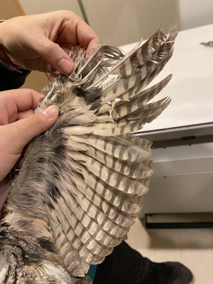 This #EasternScreechOwl’s feathers had been damaged, which prevented him from flying. Our rehabilitators replaced them with new ones - a process called imping. For #NationalWildlifeWeek let us know what you’re doing to #DoMoreForWildlife, like picking up trash or planting native!