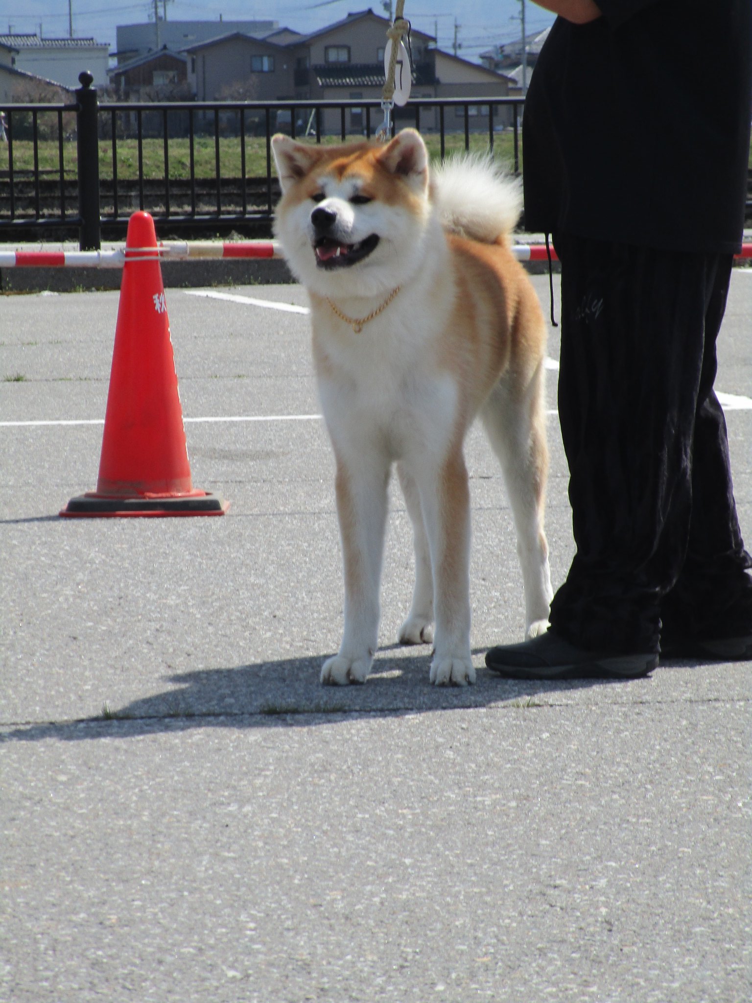 コロ 虎徹 紅兎 秋田犬 Jiufabg1ghsxict Twitter