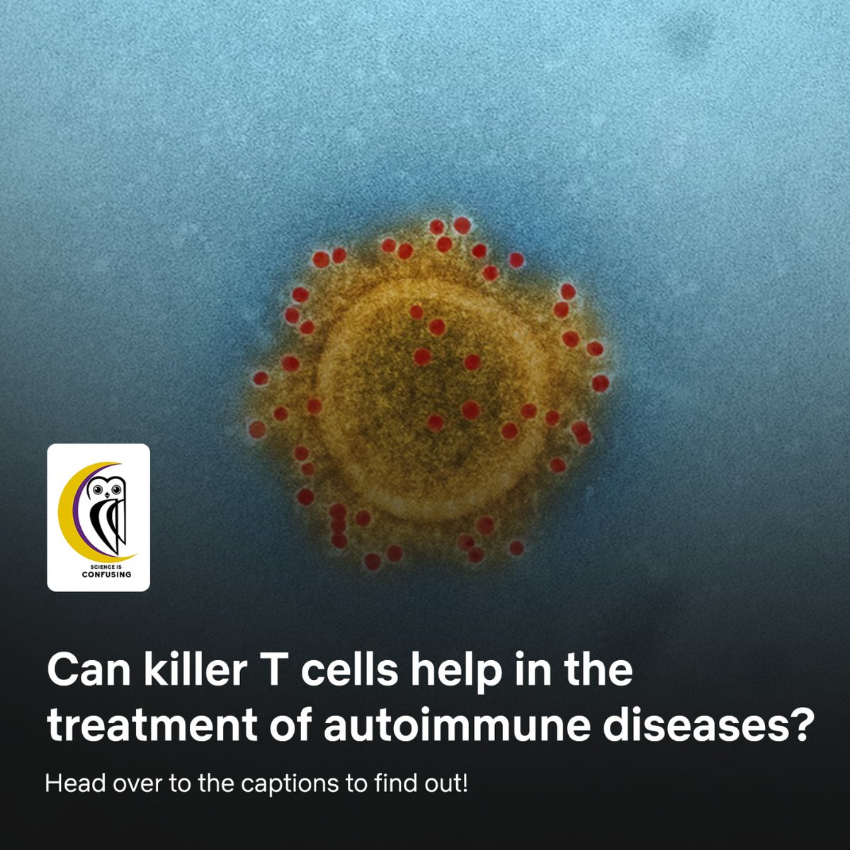 Team_SiC_2020's tweet photo. Can killer T cells helping the treatment of autoimmune diseases?
Written by: Rohita Sarkar
Reviewed by: Rohini Bhattacharjya
Design by: Shivam Nath
Click to know more: https://t.co/pdLVVzAEpf
#science #factoids #instashorts #tcell #KillerTcell #autoimmunedisease #antibiotics https://t.co/IhdEZ744s8