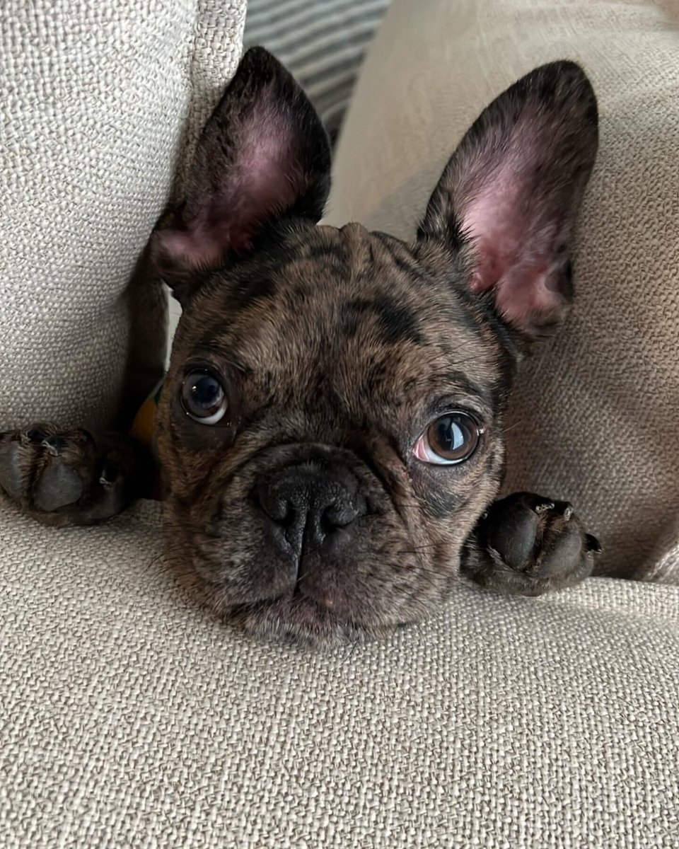 wcgpros's tweet photo. Post 1 of 4: From furry friends to ninja turtles, we sure do love our pets around this office. Happy #NationalPetsDay from WCG! Swipe through to see our besties’ glamour shots! 🐶😺🐢😍 
#Pet #DogLovers #FrenchBulldog #BorderCollier #AustralianCattleDog #ChocolateLab https://t.co/SZ95cbghBI