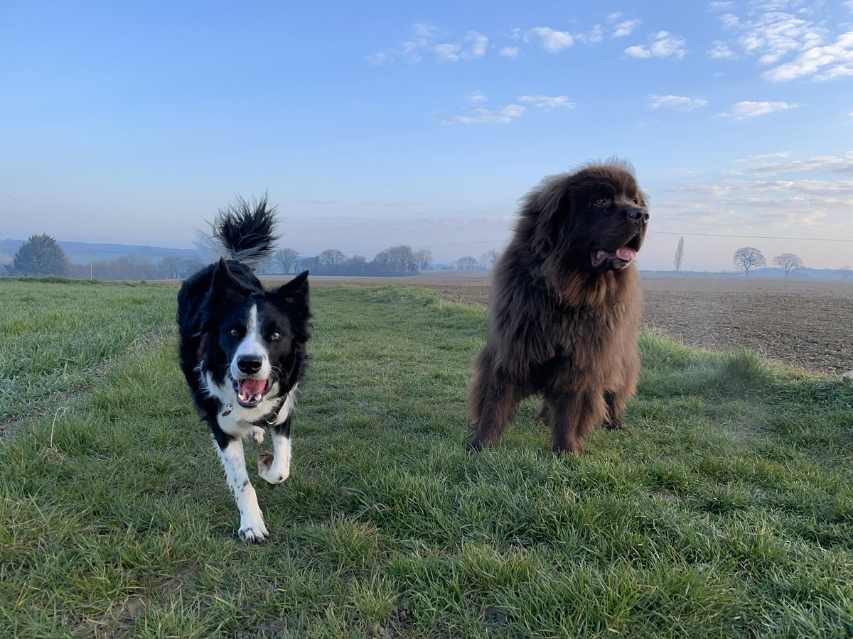 Here’s my two Bertie the Collie and Arthur the Newfoundland on #NationalPetDay #luxurydoghampers