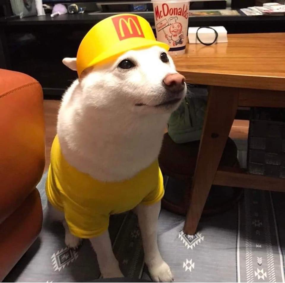 josegonzaleztvv's tweet photo. Da RT a este perrito lindo para iniciar bien la semana 💓🌈 https://t.co/1QiyNe59xV