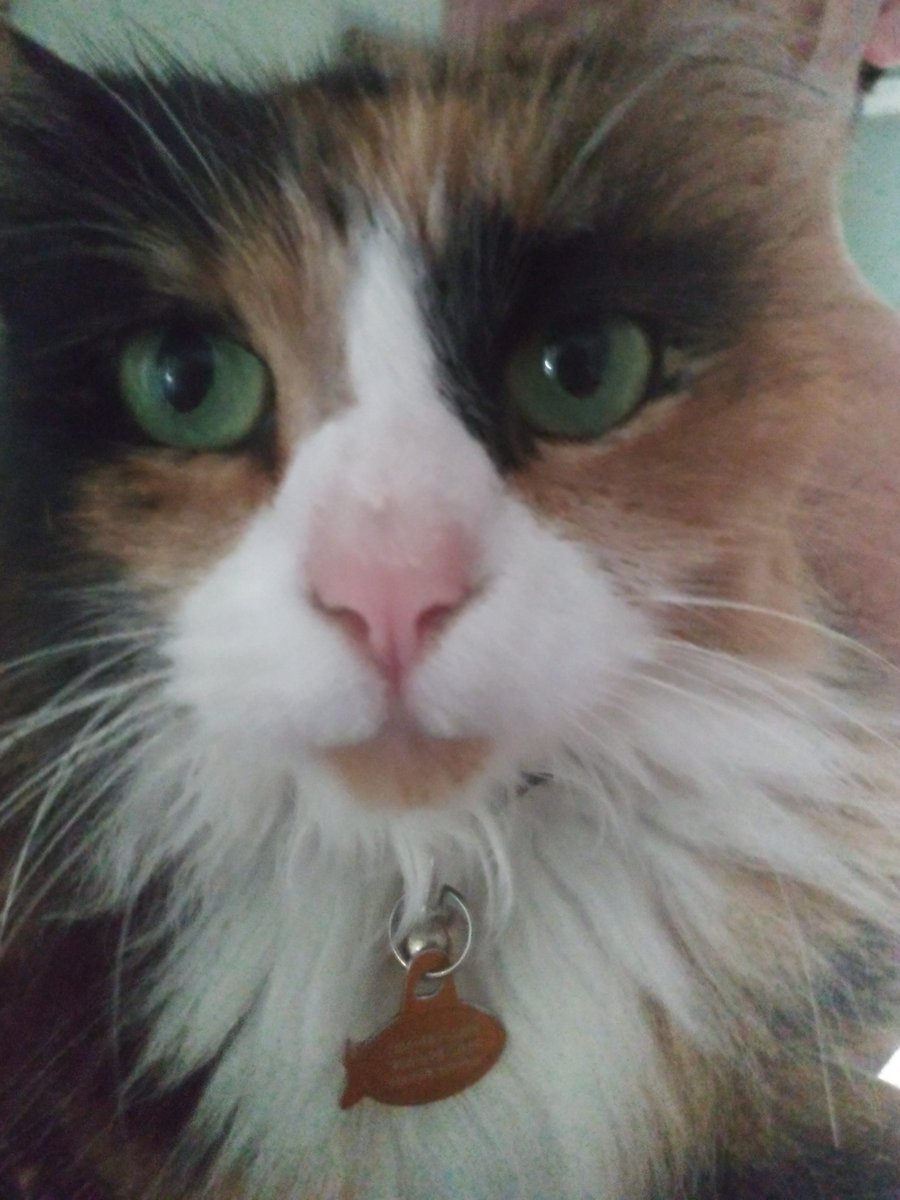 CruisinPro's tweet photo. Sad gloomy day. Our little baby #Kamikat passed away unexpectedly this morning. #RIPKami #Cat https://t.co/1chPbUImNy