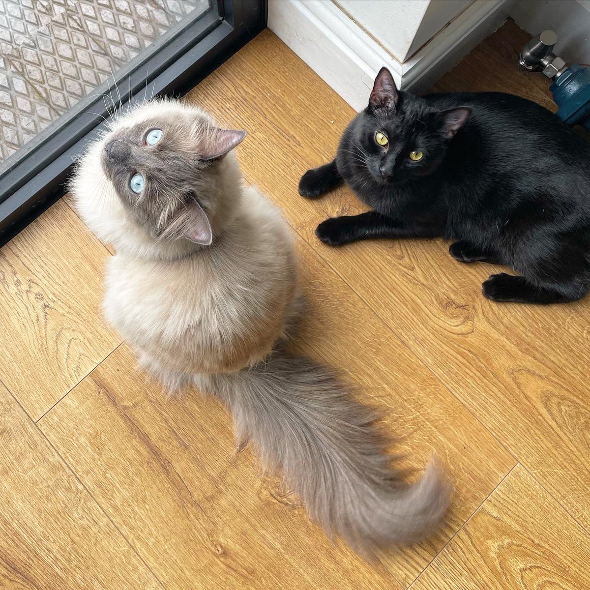 Jade_Hadden's tweet photo. @Missguided Or maybe his two brothers Franklin &amp; Winston #MissguidedPets https://t.co/ZY9Cwc0Bok