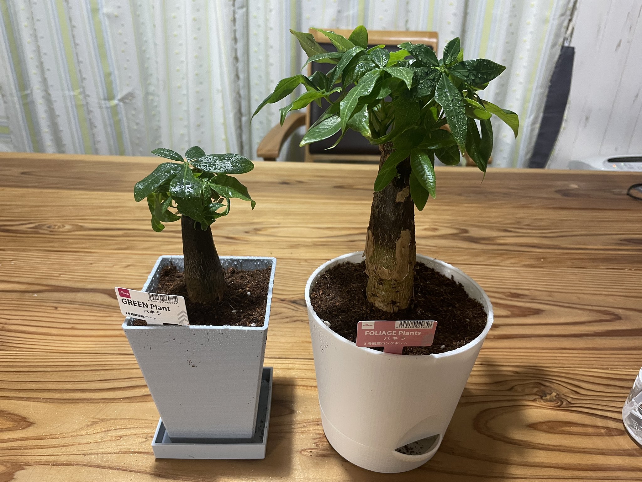 تويتر 元看護師youtuberのブロガーtake على تويتر ブログ ダイソーで100円と300円の観葉植物パキラを購入 植え替えをしてみた T Co Llwffsjqnw ブログ初心者 ブログ書け ブログ仲間と繋がりたい ブログ仲間募集中 Blog ダイソー 観葉植物