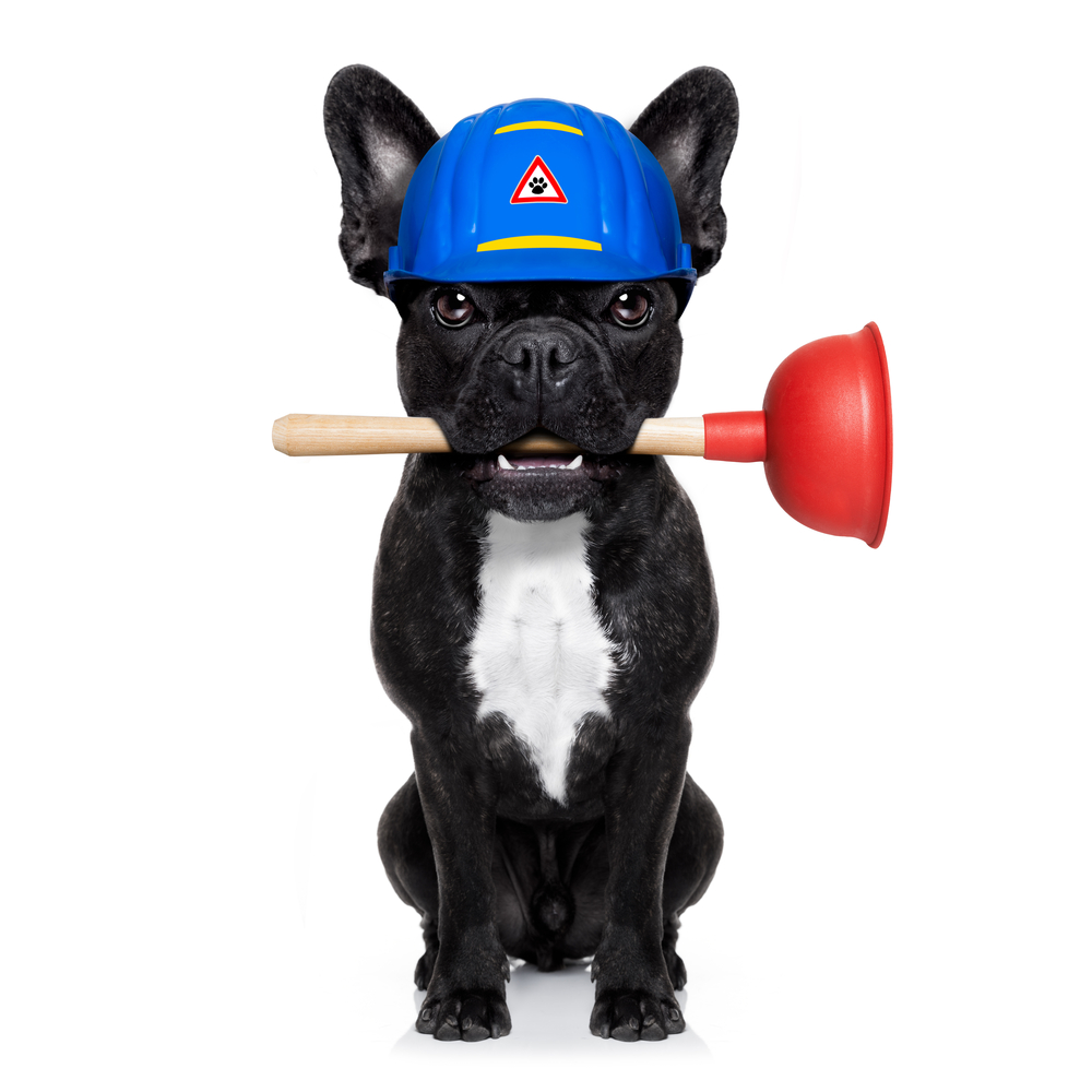 AAA_Plumber's tweet photo. Today is #NationalPetDay, and who would we be if we didn't ask to see your favorite animal friends! Show us your favorite photos of your fur friends in the comments below. #Animals #PetDay https://t.co/A1CzBP1soO