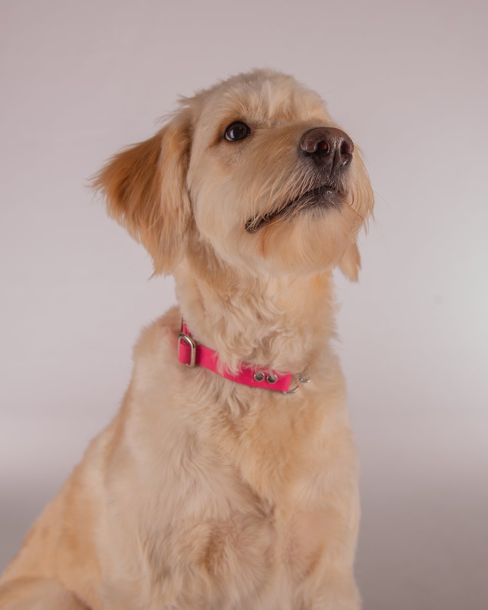 Happy National Pet Day! 
For service members and their families, pets are important for providing extra comfort and companionship. Some times that pet is the only thing that can provide emotional support during challenging times. 

Retweet your furry pet!

#NationalPetDay