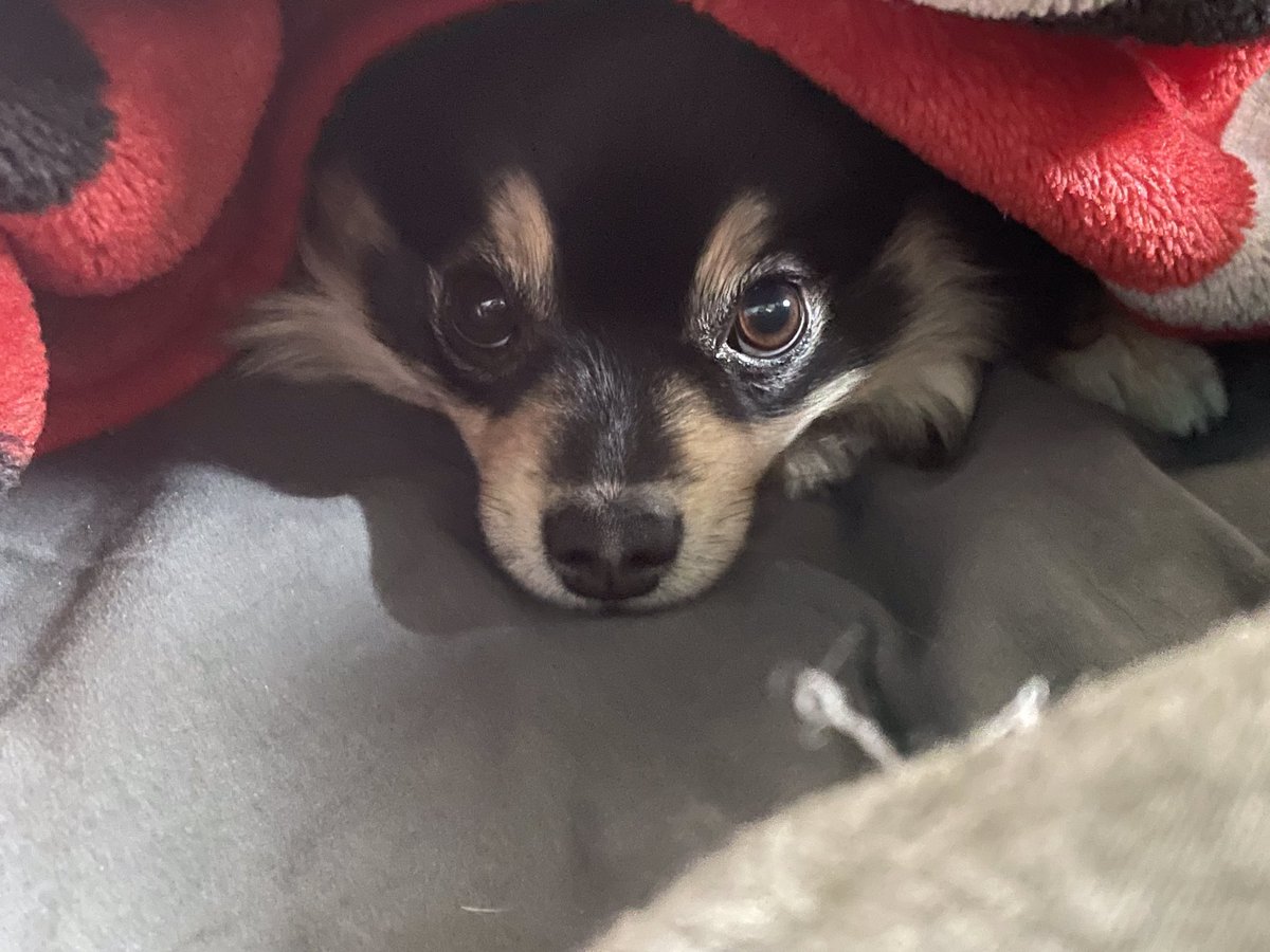 My dog, being cute as hell