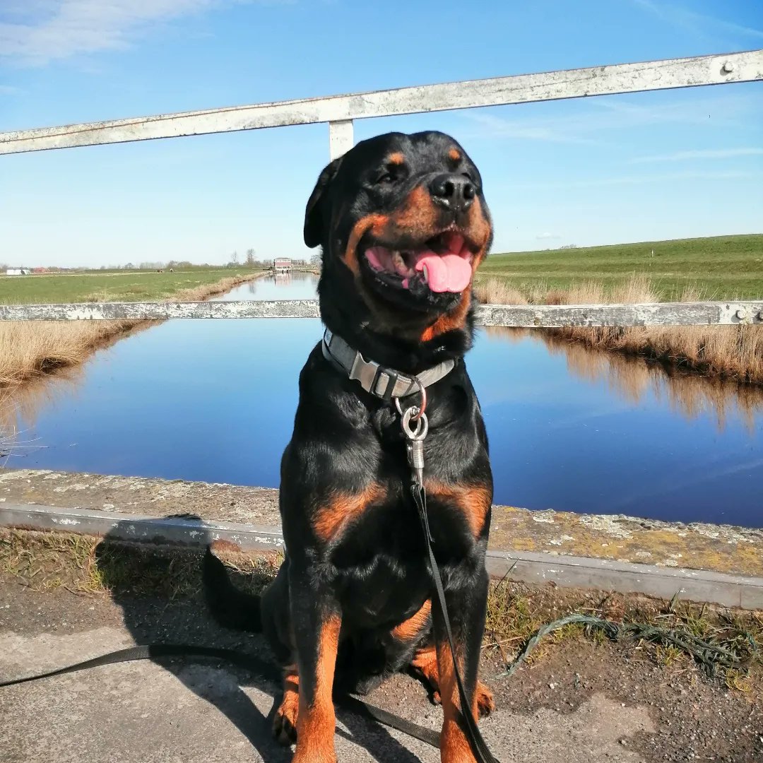 BroncoTheRottw1's tweet photo. Living where others go on holiday😍

#pflegehund #rottweiler #DogsofTwittter #dogs #hunde #dogslife #rottweilers #dog #hundeliebe #unterwegsmithund #Ostfriesland https://t.co/Sm49kWGMOL