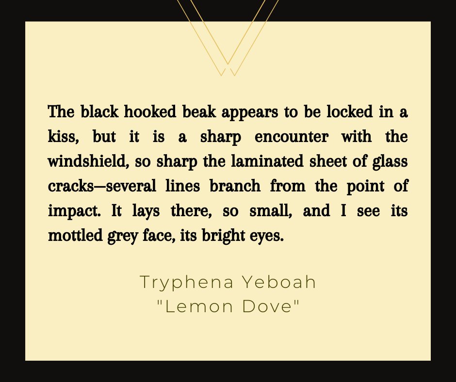 birdfeast's tweet image. Read "Lemon Dove" by @tryphena_yeboah in Issue 16: birdfeastmagazine.com/sixteen/yeboah/