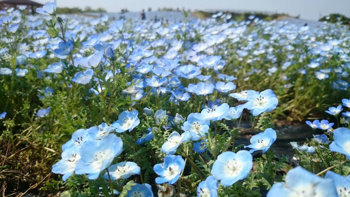黒くまぷりん＠検索１位趣味ブロガー tweet media