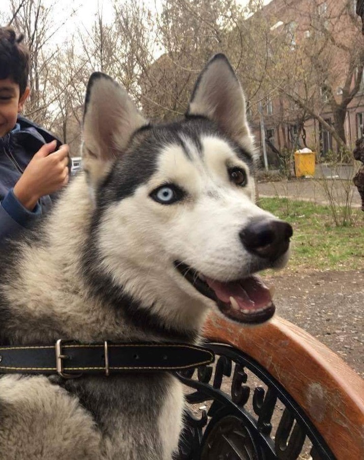 dingoteam's tweet photo. Խնդրում ենք տարածել, կորել է Բաղրամյանի տարածքում, տեղեկությունների համար զանգահարել 094583583 https://t.co/EfdrTxruoz
