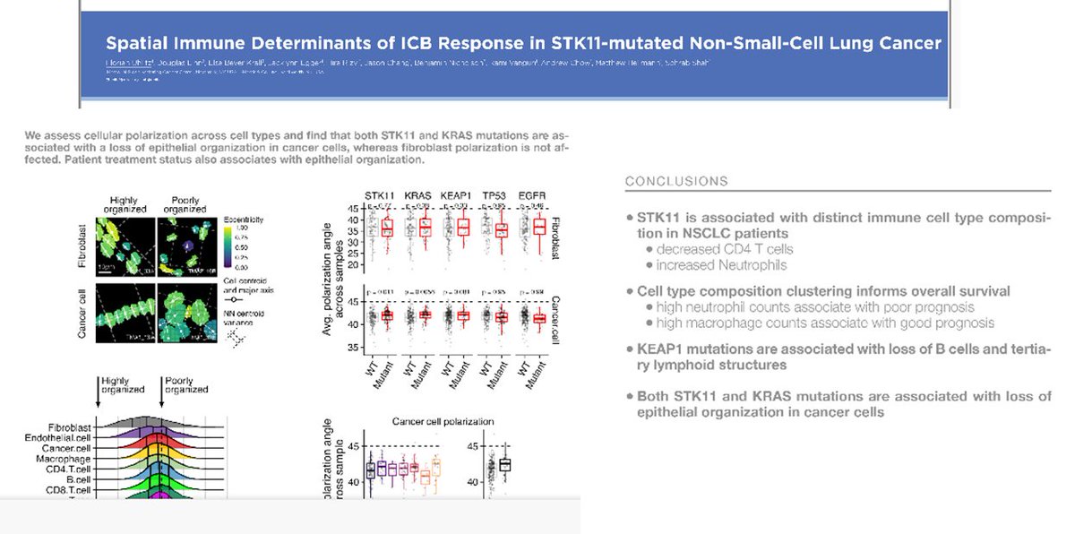 LUNGevity Foundation (@lungevity) on Twitter photo STK11/KEAP/KRAS mutations modulate tumor microenvironment in NSCLC. Great work from <a href="/fuhlitz/">Florian Uhlitz</a> <a href="/SohrabShah/">Sohrab Shah</a> <a href="/MSKCancerCenter/">Memorial Sloan Kettering Cancer Center</a> showing STK11 loss associated w/ less T-cells/more neutrophils/lower surv. Co-mutations are becoming more & more clinically relevant #AACR22 #LCSM STK11/KEAP/KRAS mutations modulate tumor microenvironment in NSCLC. Great work from <a href="/fuhlitz/">Florian Uhlitz</a> <a href="/SohrabShah/">Sohrab Shah</a> <a href="/MSKCancerCenter/">Memorial Sloan Kettering Cancer Center</a> showing STK11 loss associated w/ less T-cells/more neutrophils/lower surv. Co-mutations are becoming more & more clinically relevant #AACR22 #LCSM