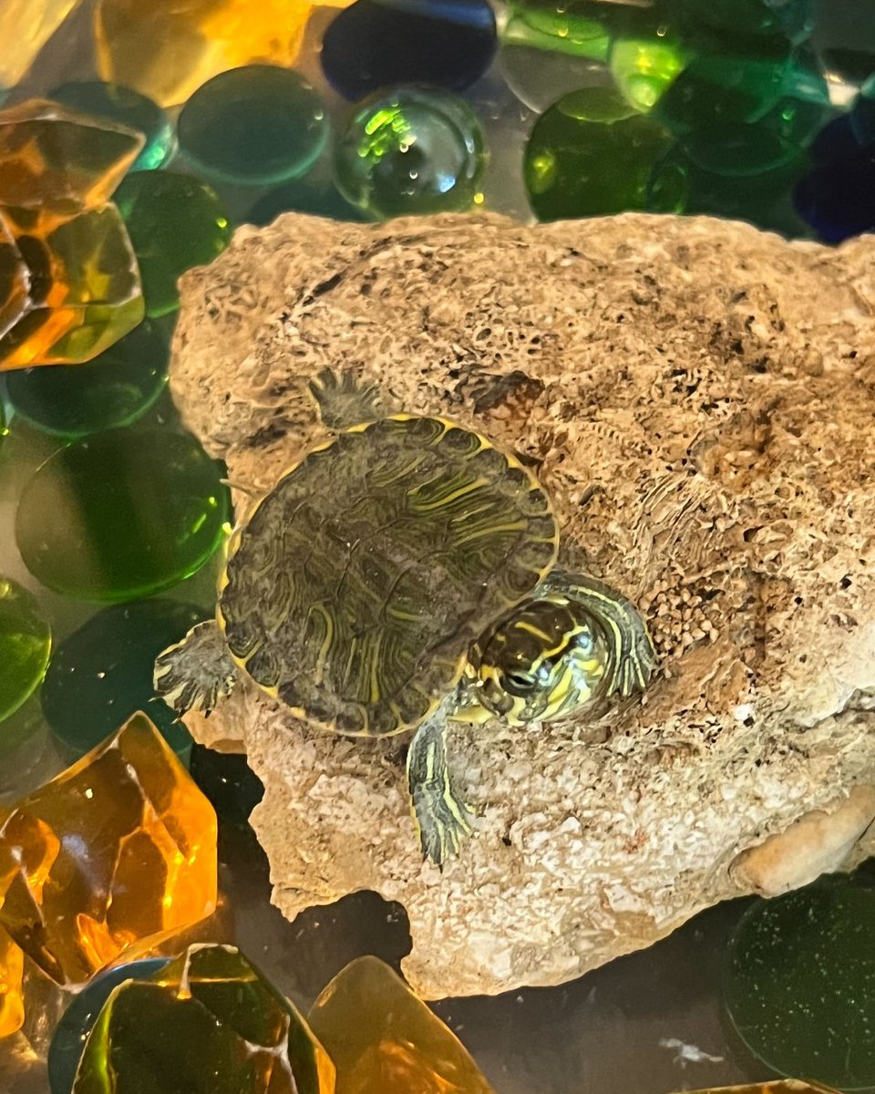 wcgpros's tweet photo. Post 2 of 4: We ran out of space but we don't want to leave any of our fluffy (and not so fluffy) friends out! Happy #NationalPetsDay from WCG! Swipe through to see our besties’ glamour shots! 🐶😺🐢😍
#Pet #DogLovers #CatLovers #NinjaTurtle #GermanShepherd #GoldenRetriever https://t.co/Gie4yqhDgI
