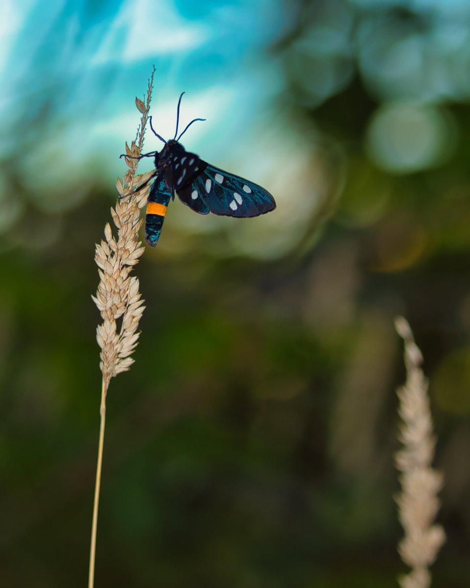 IamSaltyJohn's tweet photo. Just listed ten of these pictures from an Amata phegea aka blue moth. 🔥 
I'll also send you the physical framed photo! Check NFT info! Many thanks 🙏

#EnterNFT #EnterShillGang #EnterX #EnterToWin #EnterArmy #enterart #NFTs #nftart #NFTCommunity 
@EnterNFT https://t.co/qKSwqHZu29