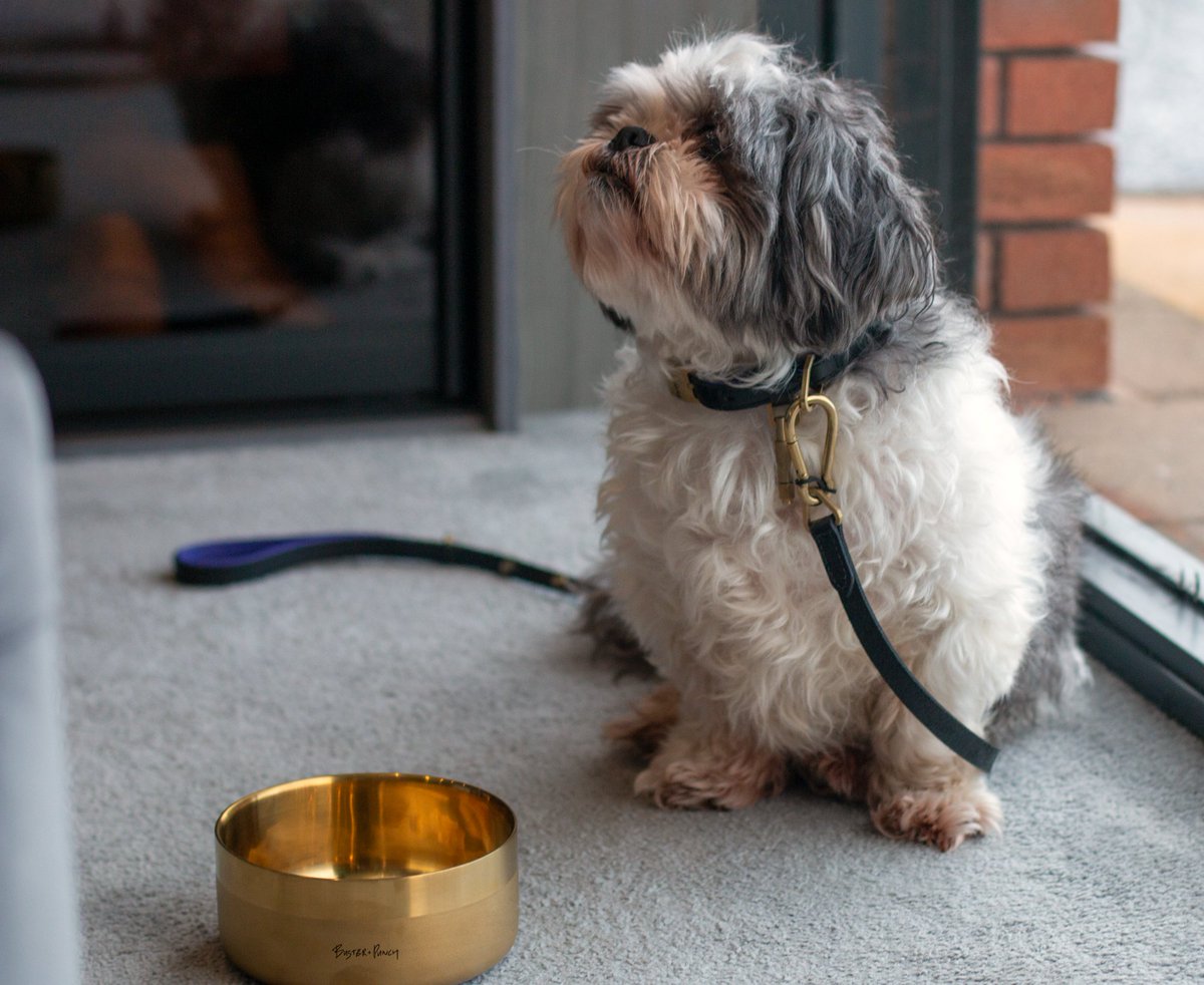 Sliderobes's tweet photo. We're highlighting #NationalPetDay with this little man who has a @BusterandPunch bowl, dog collar, and lead in the Sliderobes #Belfast showroom. Doesn't he look smart!

#Sliderobes #ItHastoBeSliderobes #NationalPetDay #Pets #Love #BusterandPunch https://t.co/o9ZyNCl8b7