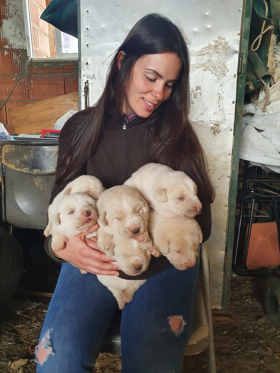 "CANES, POR Mª ÁNGELES AYUSO".
Este mes el artículo "EL CACHORRO".
"... Para criar un cachorro que cumpla todos los requisitos que cualquier cazador desea en un buen perro de caza, lo primero que debemos hacer es seleccionar a los padres... "
territoriocinegetico.blogspot.com/2022/04/canes-…